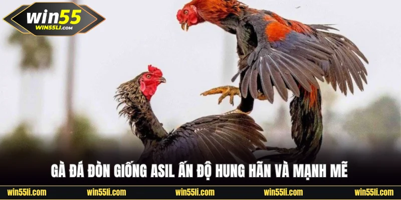Gà đá đòn giống Asil Ấn Độ hung hãn và mạnh mẽ