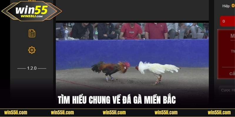 Sơ bộ về đá gà ở các tỉnh phía Bắc